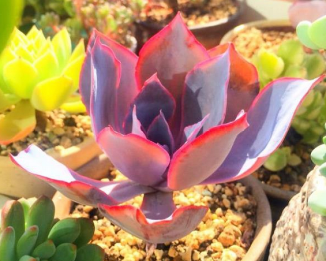 藍絲絨多肉_藍絲絨多肉好養(yǎng)嗎_藍絲絨多肉好度夏嗎