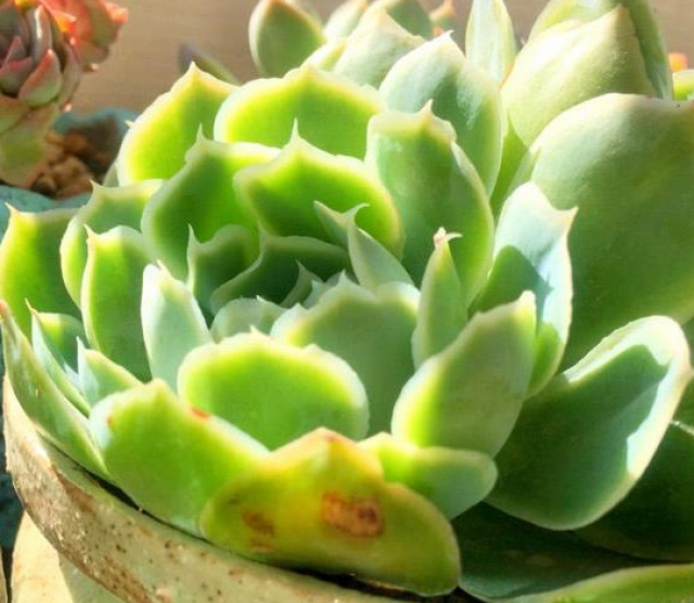 藍絲絨多肉好養(yǎng)嗎_藍絲絨多肉_藍絲絨多肉好度夏嗎