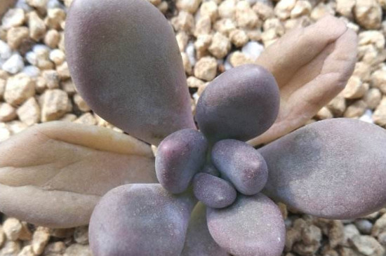 多肉葉發(fā)黃一碰就掉_原因碰葉子發(fā)黃掉多肉怎么辦_多肉葉子發(fā)黃一碰就掉什么原因