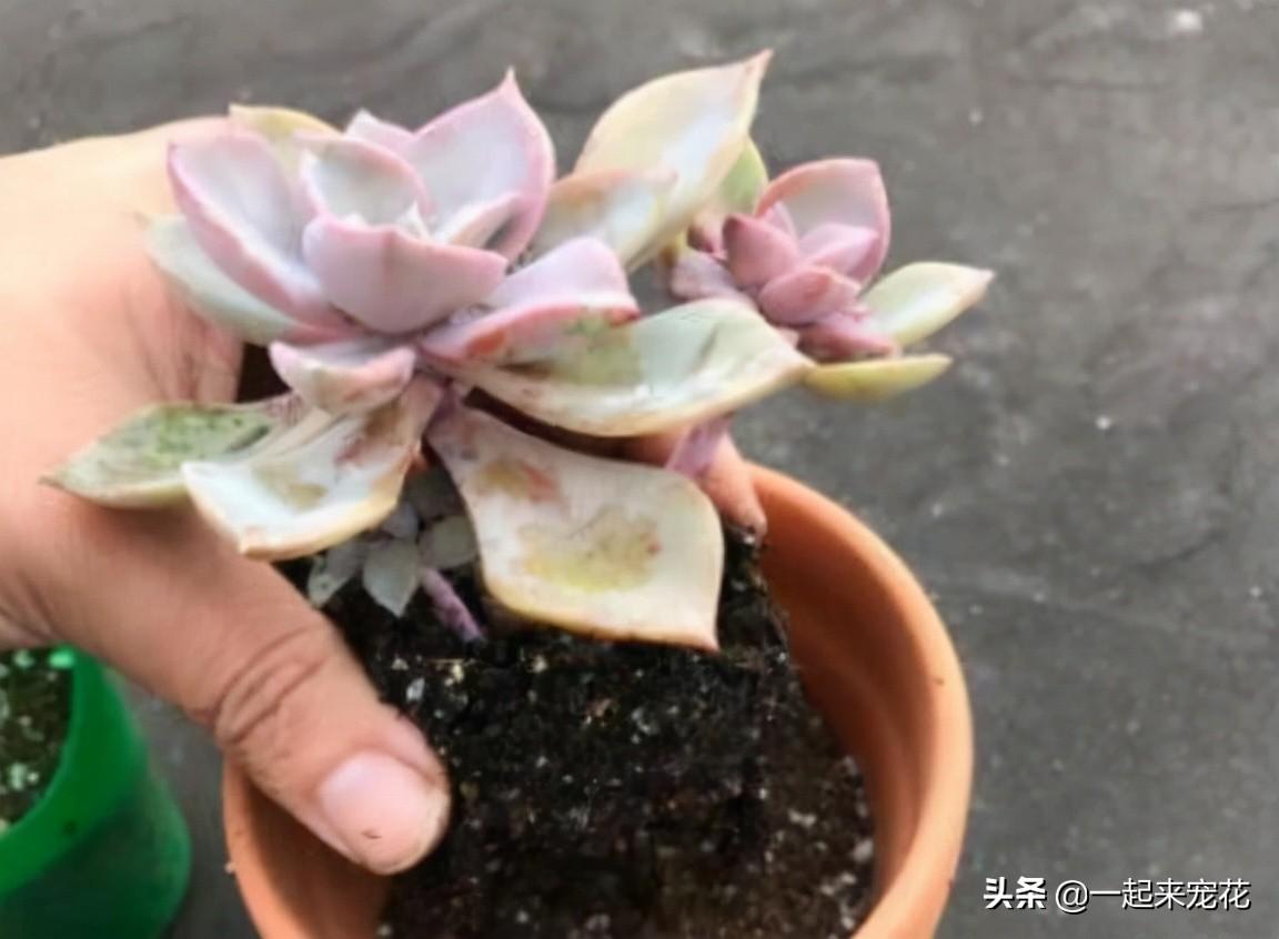 多肉上盆澆水后一直下雨_多肉上盆水澆多了怎么辦_網(wǎng)購多肉上盆后幾天澆水