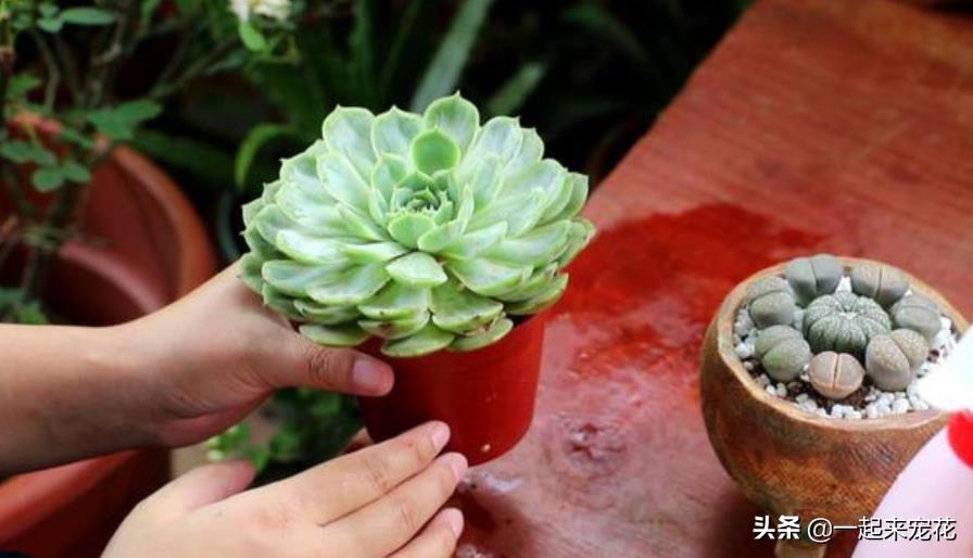 多肉上盆澆水后一直下雨_網(wǎng)購多肉上盆后幾天澆水_多肉上盆水澆多了怎么辦