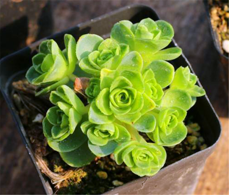 雞蛋玫瑰養(yǎng)多肉好嗎_多肉植物雞蛋玫瑰_雞蛋玫瑰多肉怎么養(yǎng)