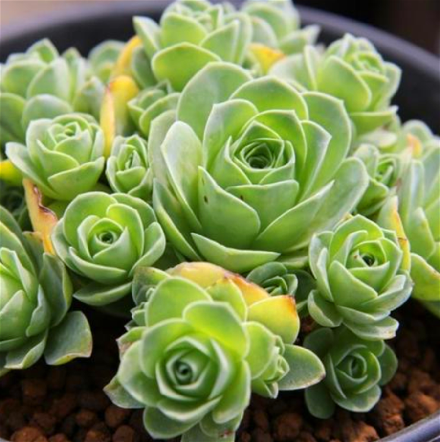 多肉植物雞蛋玫瑰_雞蛋玫瑰多肉怎么養(yǎng)_雞蛋玫瑰養(yǎng)多肉好嗎