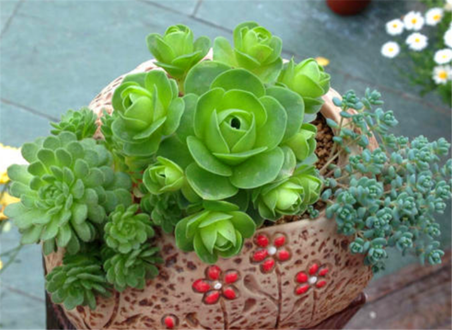 雞蛋玫瑰多肉怎么養(yǎng)_多肉植物雞蛋玫瑰_雞蛋玫瑰養(yǎng)多肉好嗎