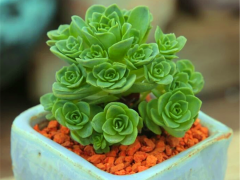 秋天最適合入手上盆山地玫瑰，牢記6要點(diǎn)，根強(qiáng)葉壯，夏天變玫瑰