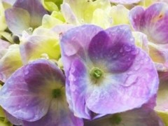 繡球花用什么土最好，怎么栽種