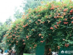 農(nóng)村庭院種植凌霄花需要注意什么？