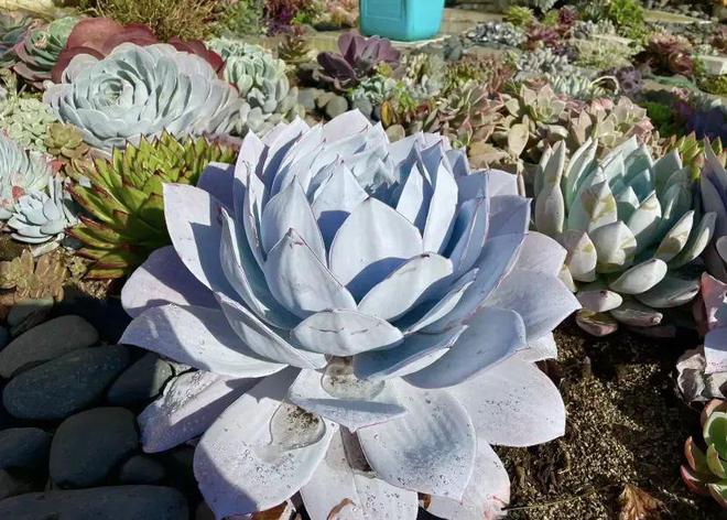 巨型多肉怎么養(yǎng)_巨型多肉植物_超大巨型多肉