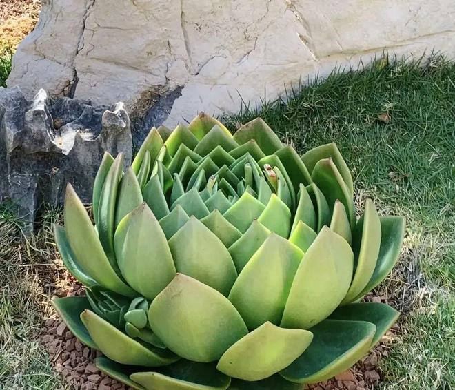 超大巨型多肉_巨型多肉植物_巨型多肉怎么養(yǎng)