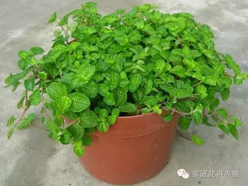 薄荷種植方法與技巧_薄荷的種植方法_薄荷種植方法和注意事項(xiàng)