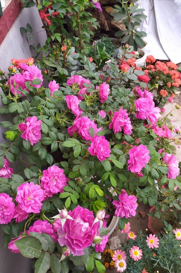 綠植養(yǎng)家里有什么作用_養(yǎng)綠植給身心帶來的好處_家里養(yǎng)什么綠植對身體好