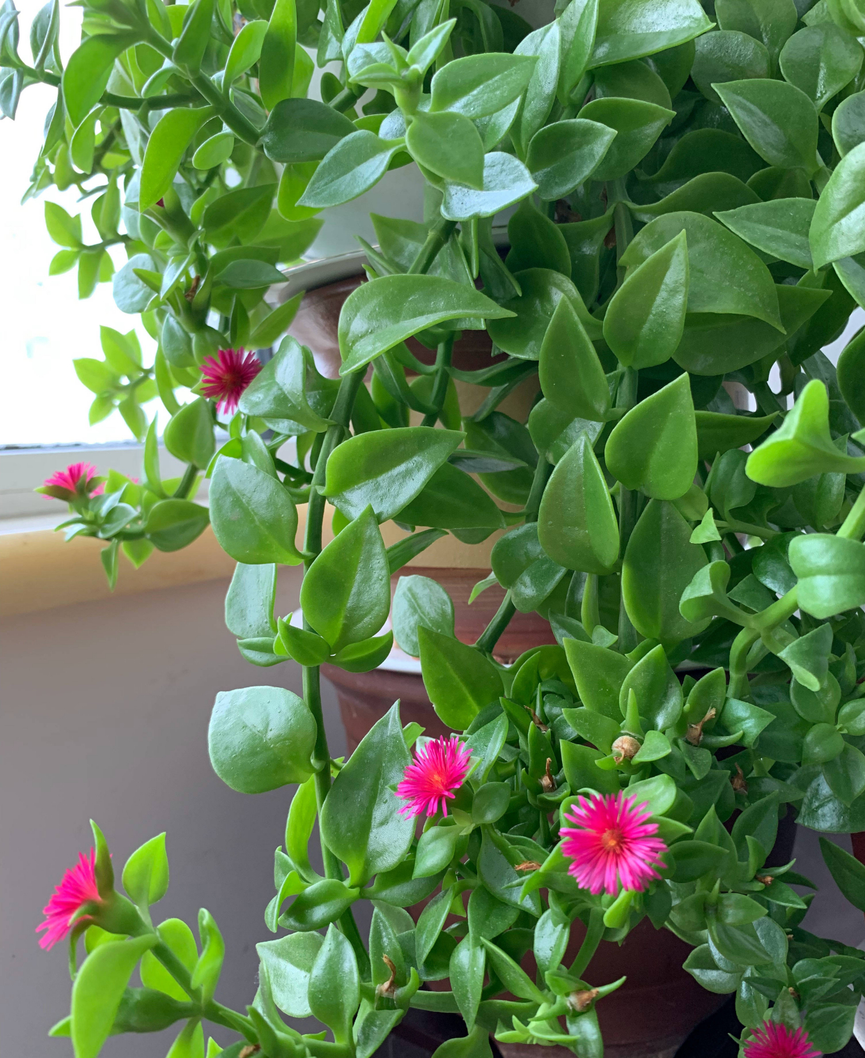 養(yǎng)綠植給身心帶來的好處_綠植養(yǎng)家里有什么作用_家里養(yǎng)什么綠植對身體好