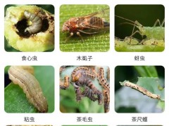 這2種生物殺蟲劑：能滅殺數(shù)十種害蟲，無(wú)毒、無(wú)污染、無(wú)農(nóng)藥殘留