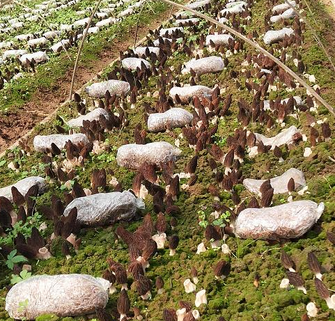 羊肚菌種植技術(shù)_種植羊肚菌肚技術(shù)方法_羊肚菌種植技術(shù)書