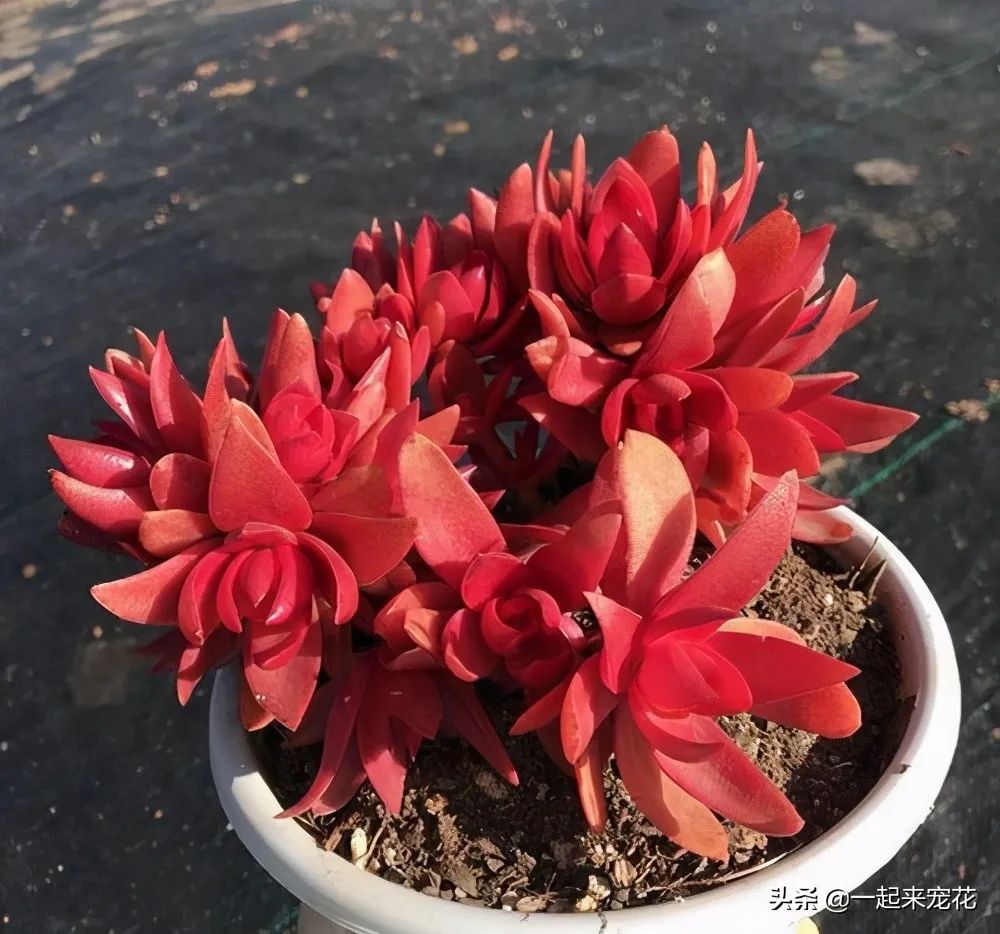 多肉火祭的寓意_多肉火祭風(fēng)水?dāng)[放禁忌_火祭多肉好養(yǎng)嗎