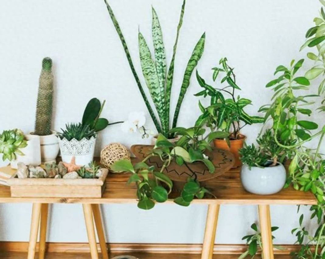 凈化室內(nèi)空氣綠植_屋里凈化空氣綠植會死嗎_屋里凈化空氣綠植