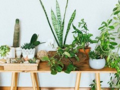 “室內(nèi)空氣不新鮮，擺放5種漂亮植物，清新又健康”