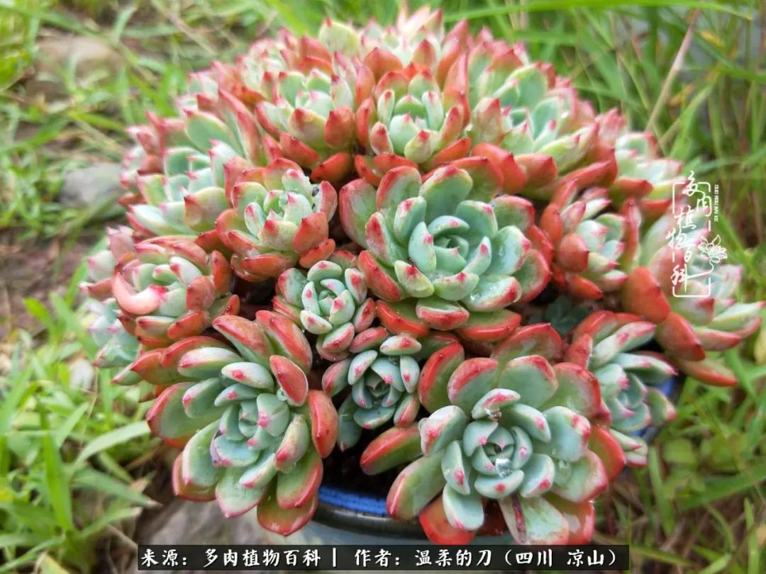 多肉灰姑娘怎么護(hù)養(yǎng)_灰姑娘多肉好養(yǎng)嗎_多肉灰姑娘耐寒嗎