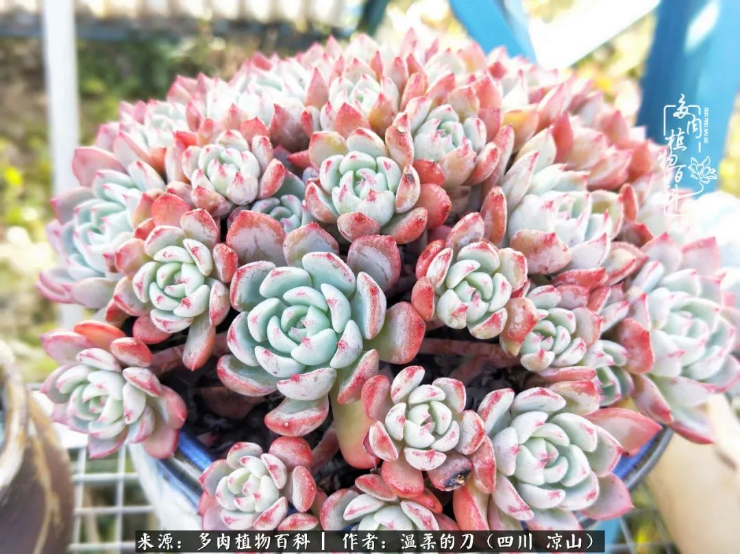 多肉灰姑娘耐寒嗎_灰姑娘多肉好養(yǎng)嗎_多肉灰姑娘怎么護(hù)養(yǎng)