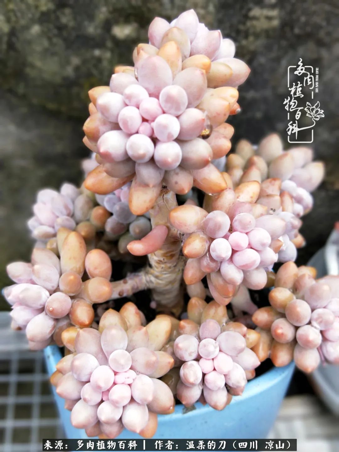 灰姑娘多肉好養(yǎng)嗎_多肉灰姑娘怎么護(hù)養(yǎng)_多肉灰姑娘耐寒嗎