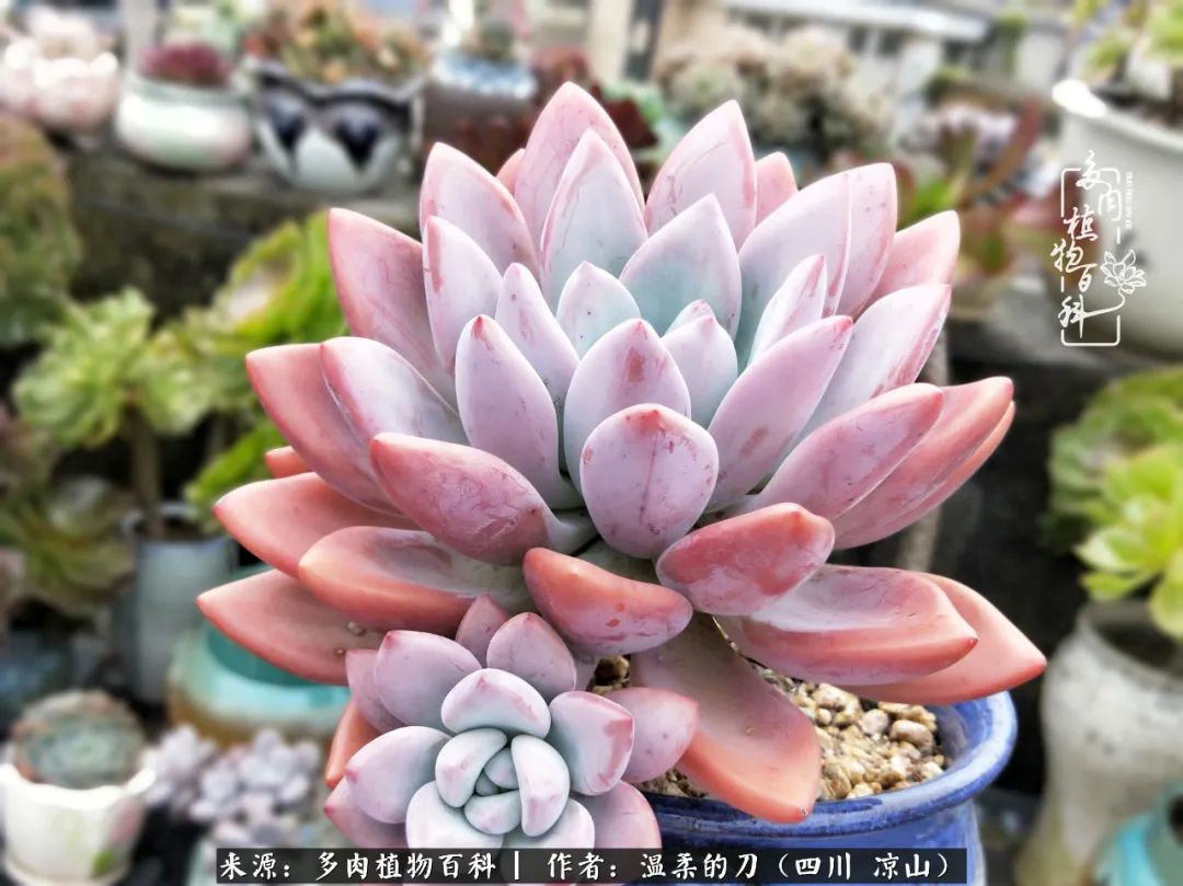 多肉灰姑娘怎么護(hù)養(yǎng)_灰姑娘多肉好養(yǎng)嗎_多肉灰姑娘耐寒嗎