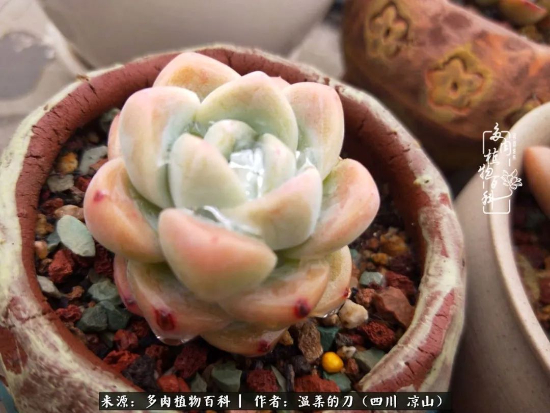 多肉灰姑娘怎么護(hù)養(yǎng)_灰姑娘多肉好養(yǎng)嗎_多肉灰姑娘耐寒嗎