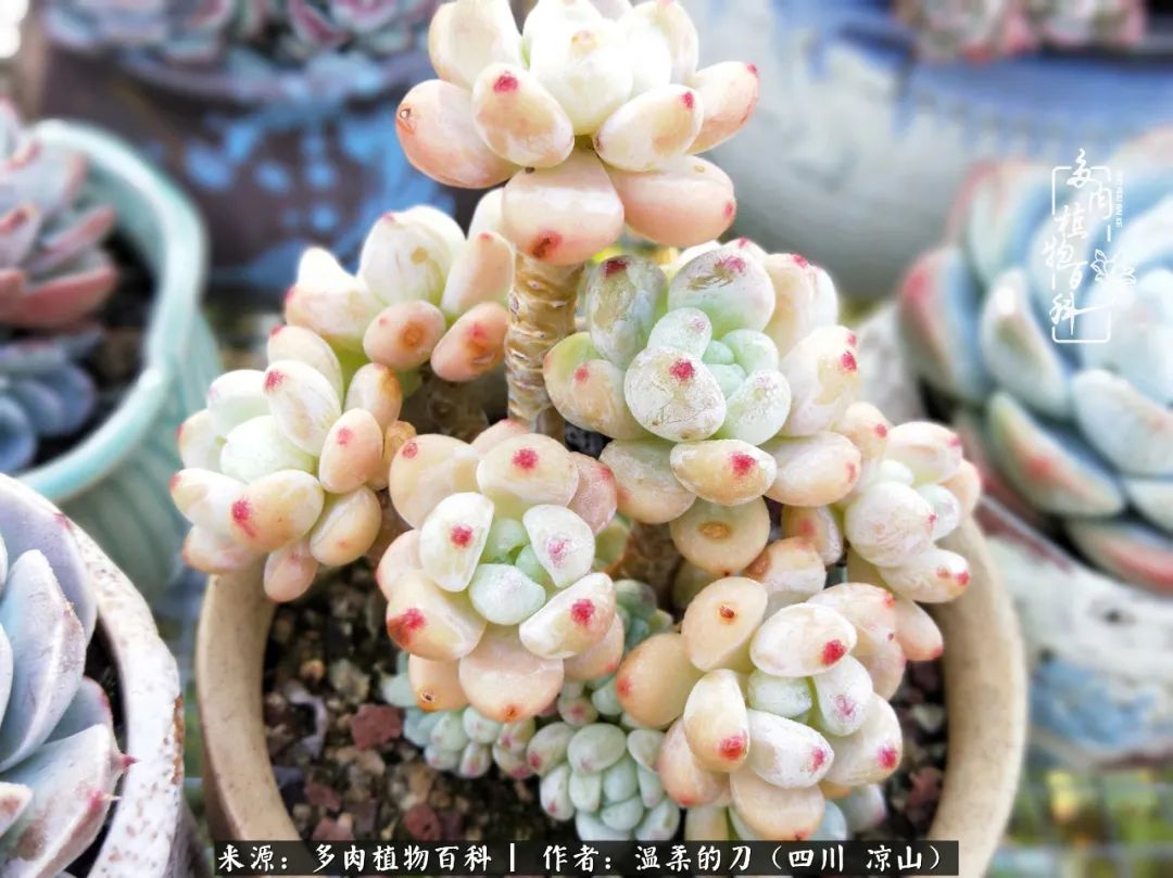 多肉灰姑娘耐寒嗎_多肉灰姑娘怎么護(hù)養(yǎng)_灰姑娘多肉好養(yǎng)嗎