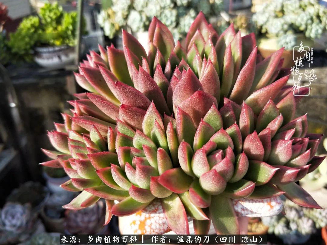 灰姑娘多肉好養(yǎng)嗎_多肉灰姑娘怎么護(hù)養(yǎng)_多肉灰姑娘耐寒嗎