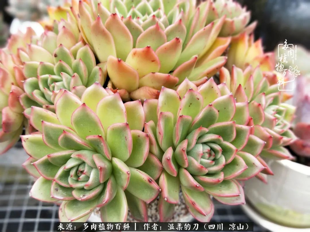 多肉灰姑娘怎么護(hù)養(yǎng)_多肉灰姑娘耐寒嗎_灰姑娘多肉好養(yǎng)嗎
