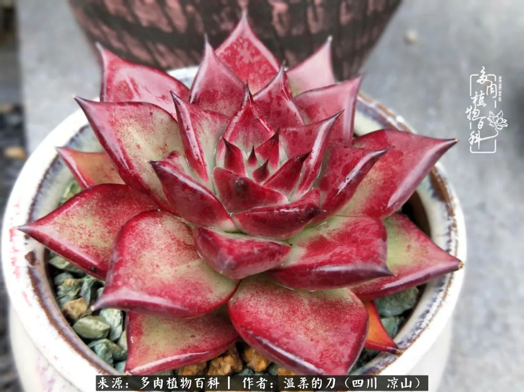 灰姑娘多肉好養(yǎng)嗎_多肉灰姑娘怎么護(hù)養(yǎng)_多肉灰姑娘耐寒嗎