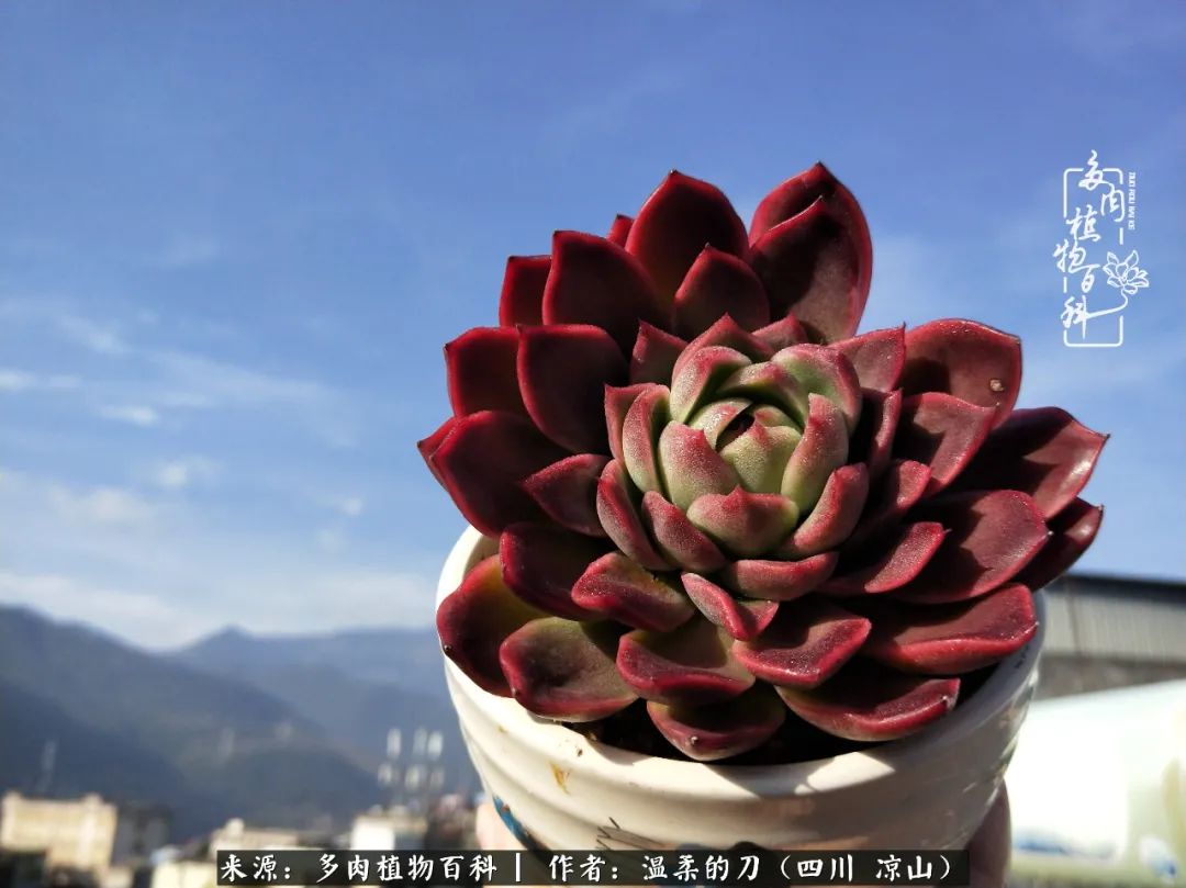 多肉灰姑娘耐寒嗎_灰姑娘多肉好養(yǎng)嗎_多肉灰姑娘怎么護(hù)養(yǎng)