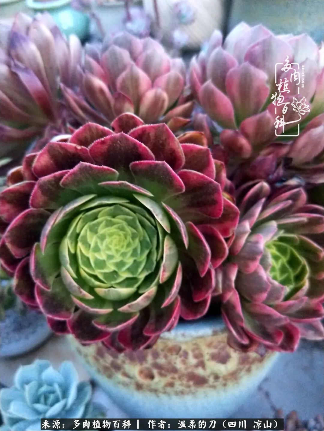 灰姑娘多肉好養(yǎng)嗎_多肉灰姑娘怎么護(hù)養(yǎng)_多肉灰姑娘耐寒嗎