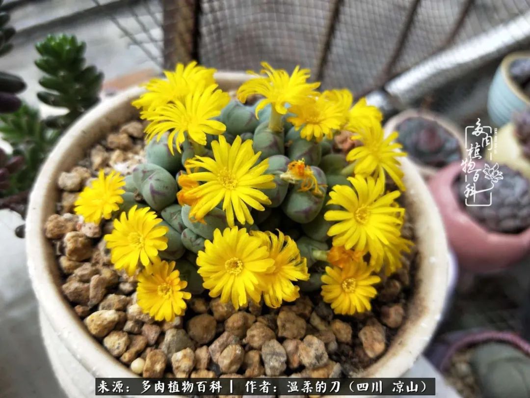 多肉灰姑娘耐寒嗎_灰姑娘多肉好養(yǎng)嗎_多肉灰姑娘怎么護(hù)養(yǎng)