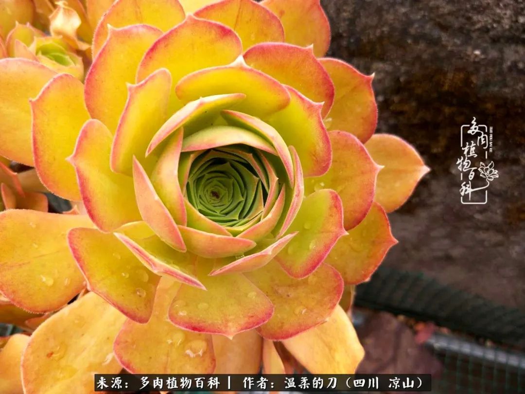 灰姑娘多肉好養(yǎng)嗎_多肉灰姑娘怎么護(hù)養(yǎng)_多肉灰姑娘耐寒嗎