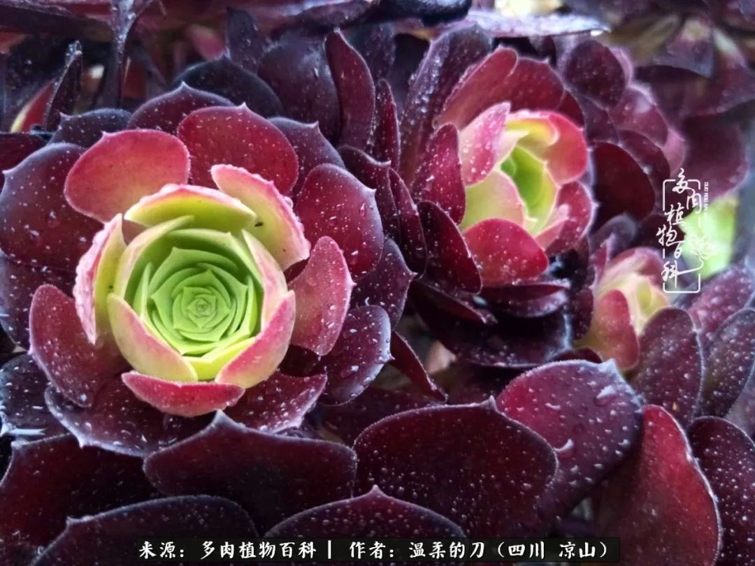 多肉灰姑娘耐寒嗎_灰姑娘多肉好養(yǎng)嗎_多肉灰姑娘怎么護(hù)養(yǎng)