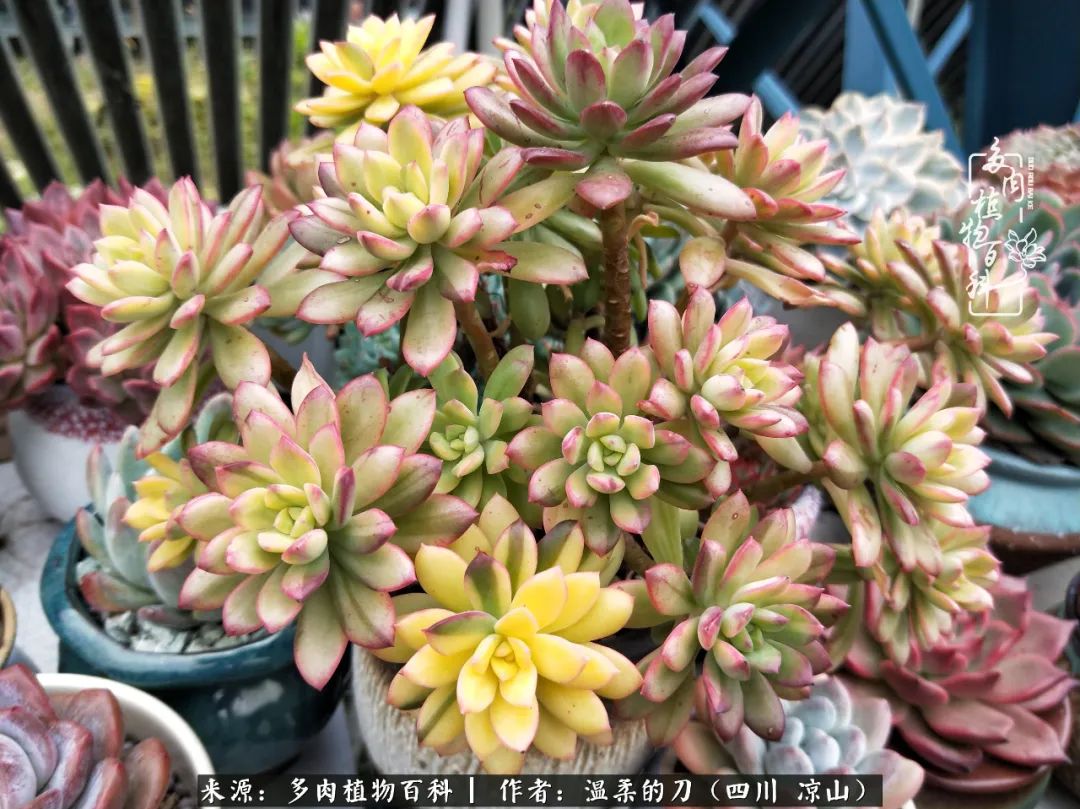 多肉灰姑娘怎么護(hù)養(yǎng)_多肉灰姑娘耐寒嗎_灰姑娘多肉好養(yǎng)嗎