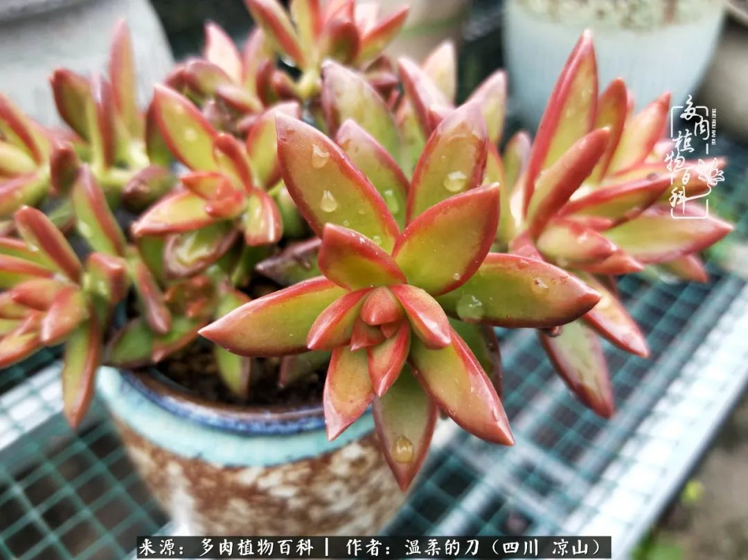 多肉灰姑娘怎么護(hù)養(yǎng)_多肉灰姑娘耐寒嗎_灰姑娘多肉好養(yǎng)嗎