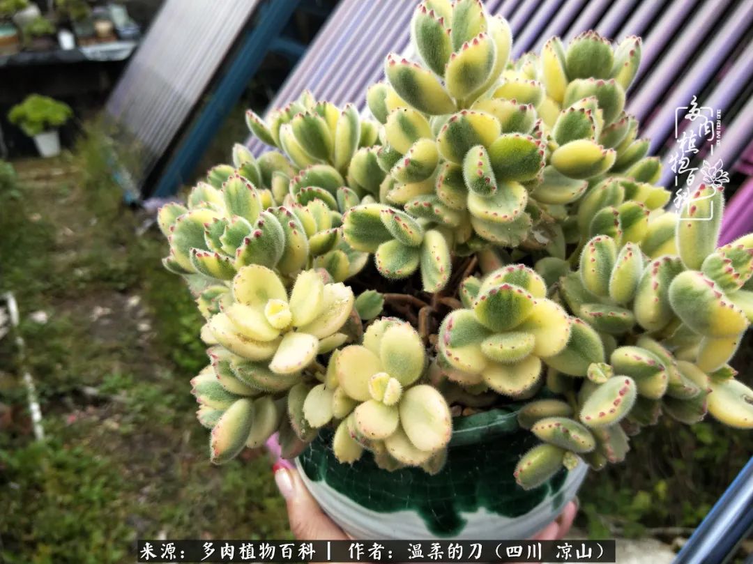 多肉灰姑娘耐寒嗎_多肉灰姑娘怎么護(hù)養(yǎng)_灰姑娘多肉好養(yǎng)嗎