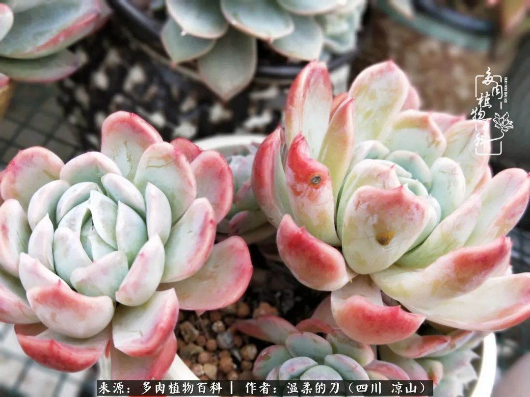 灰姑娘多肉好養(yǎng)嗎_多肉灰姑娘怎么護(hù)養(yǎng)_多肉灰姑娘耐寒嗎
