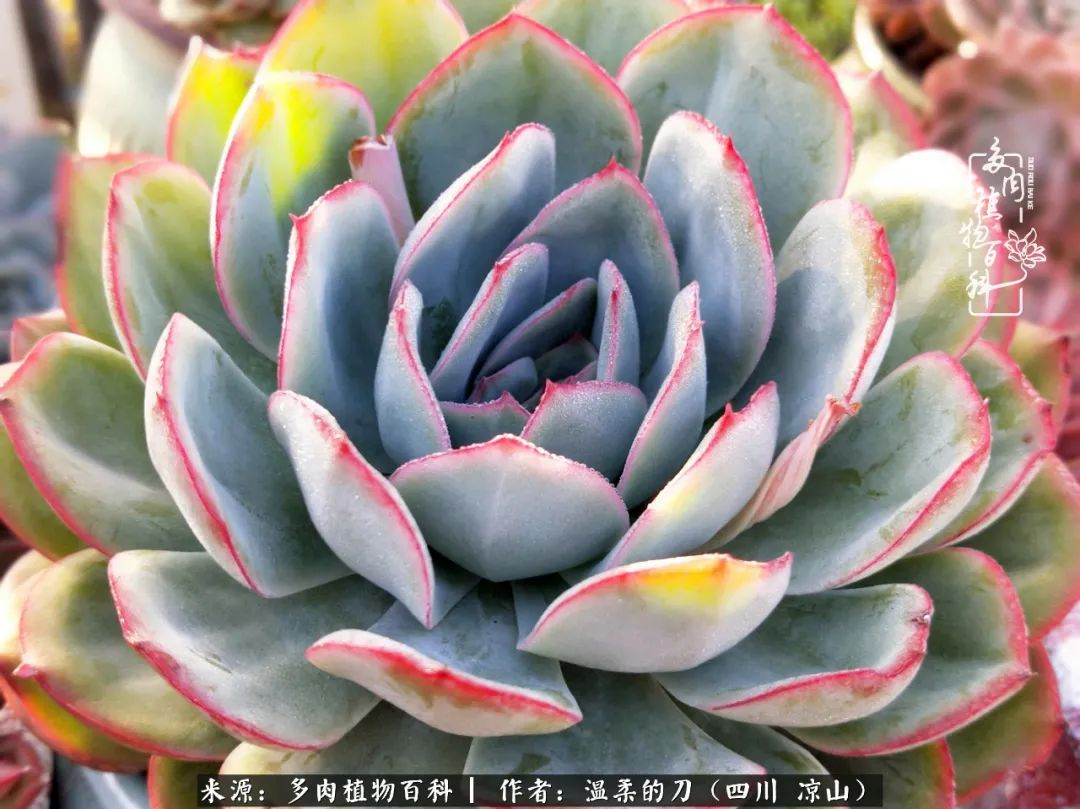 多肉灰姑娘耐寒嗎_灰姑娘多肉好養(yǎng)嗎_多肉灰姑娘怎么護(hù)養(yǎng)