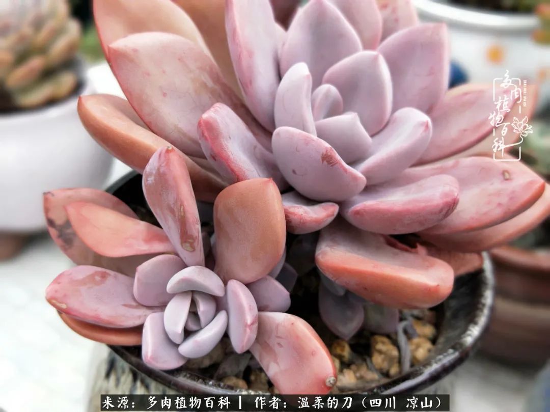 多肉灰姑娘怎么護(hù)養(yǎng)_多肉灰姑娘耐寒嗎_灰姑娘多肉好養(yǎng)嗎