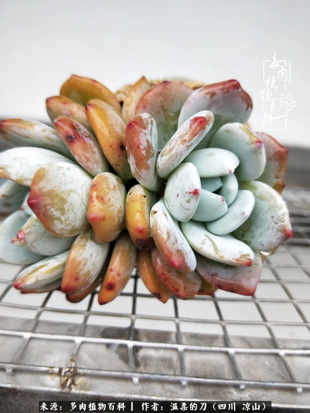 多肉灰姑娘耐寒嗎_多肉灰姑娘怎么護(hù)養(yǎng)_灰姑娘多肉好養(yǎng)嗎