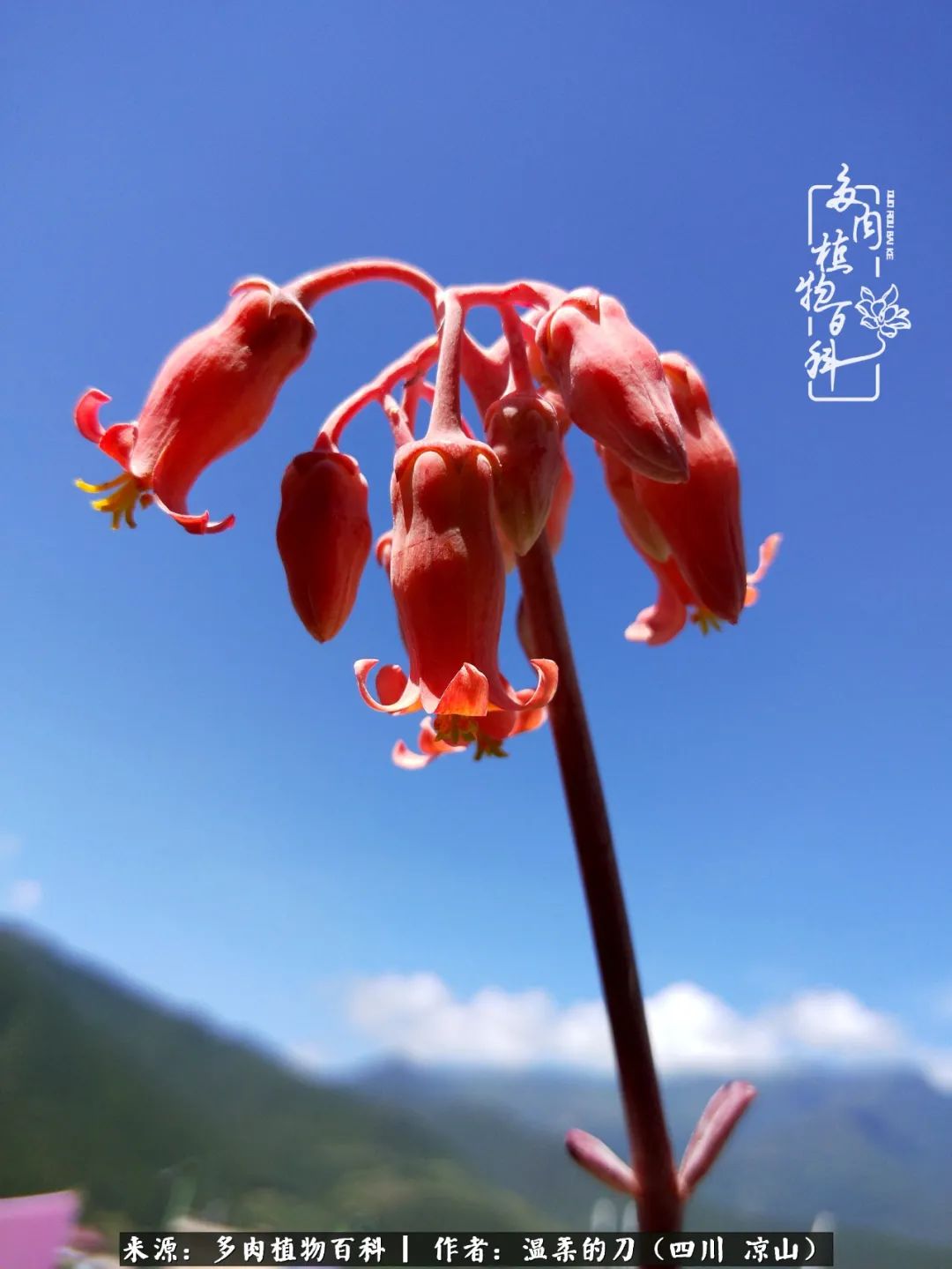 灰姑娘多肉好養(yǎng)嗎_多肉灰姑娘耐寒嗎_多肉灰姑娘怎么護(hù)養(yǎng)