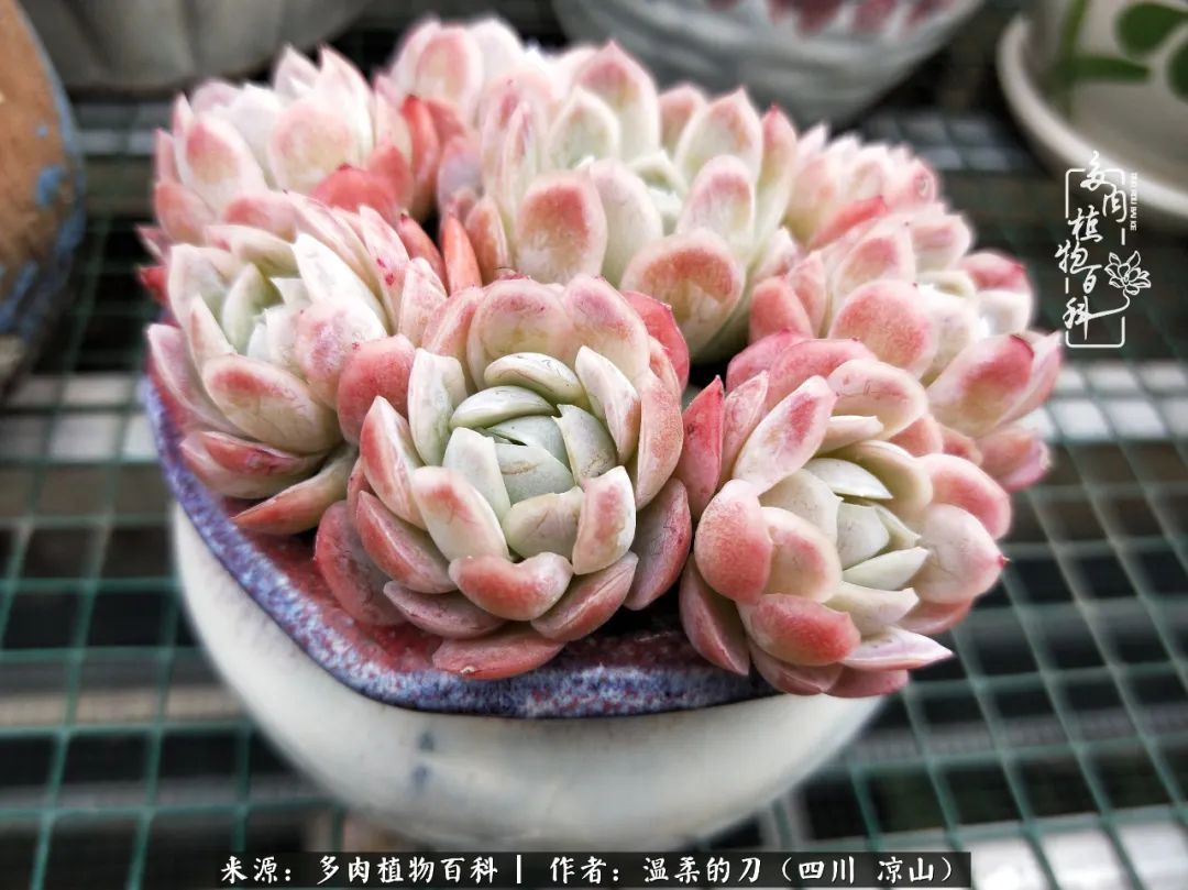多肉灰姑娘怎么護(hù)養(yǎng)_多肉灰姑娘耐寒嗎_灰姑娘多肉好養(yǎng)嗎