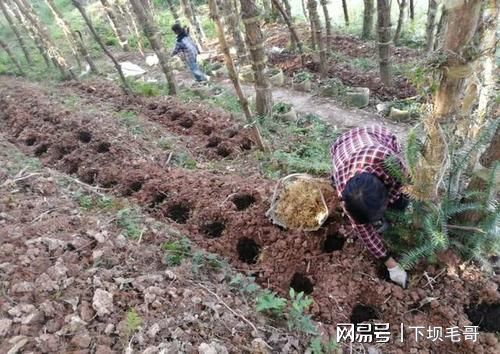 黃精藥材畝產(chǎn)_黃精藥材畝產(chǎn)_黃精藥材畝產(chǎn)