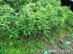 “農(nóng)村常見(jiàn)名貴藥材黃精，當(dāng)下很多人種植，如何施肥呢？”