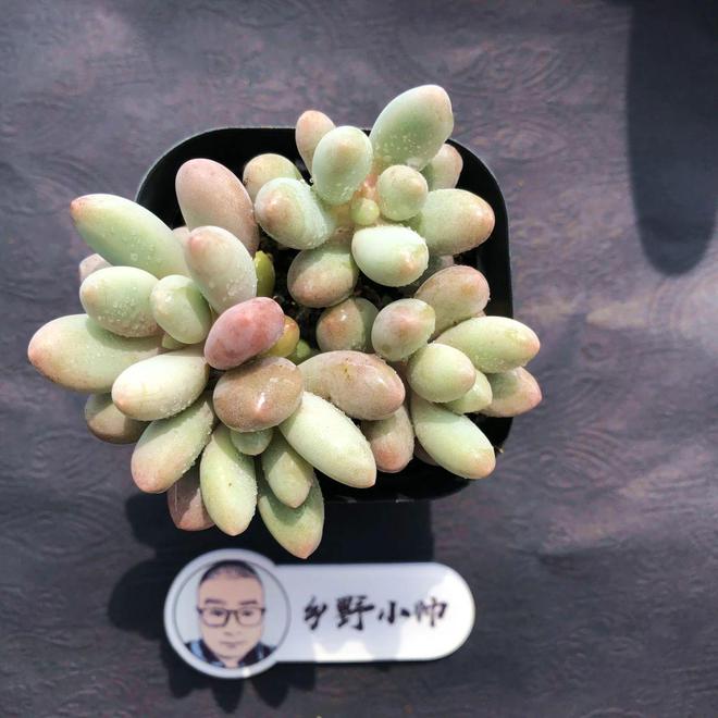 多肉植物彩虹好養(yǎng)嗎_多肉彩虹難養(yǎng)_彩虹多肉好養(yǎng)嗎