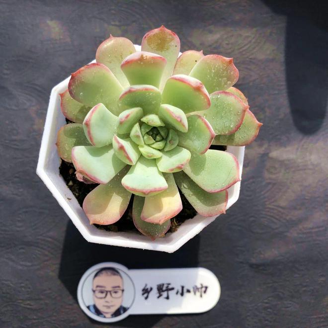 多肉植物彩虹好養(yǎng)嗎_多肉彩虹難養(yǎng)_彩虹多肉好養(yǎng)嗎