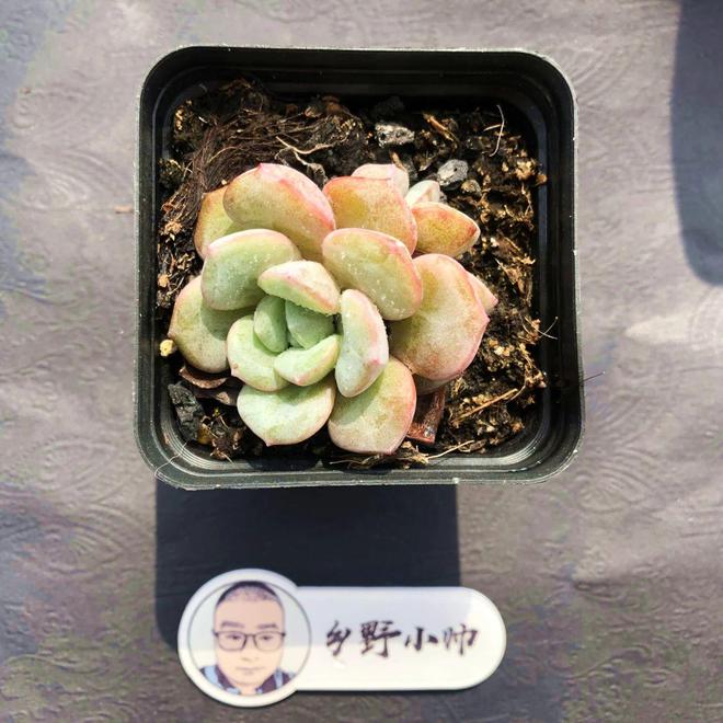 多肉植物彩虹好養(yǎng)嗎_彩虹多肉好養(yǎng)嗎_多肉彩虹難養(yǎng)