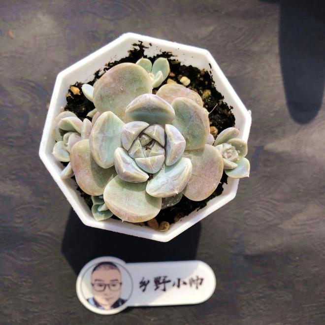 彩虹多肉好養(yǎng)嗎_多肉植物彩虹好養(yǎng)嗎_多肉彩虹難養(yǎng)